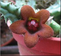 Huerniopsis decipiens